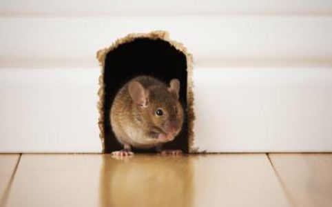 Thuốc diệt chuột có mang lại hiệu quả cao hơn?